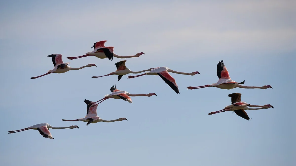 Cârd de flamingo roz (Phoenicopterus roseus) în zbor (imagine ilustrativă)