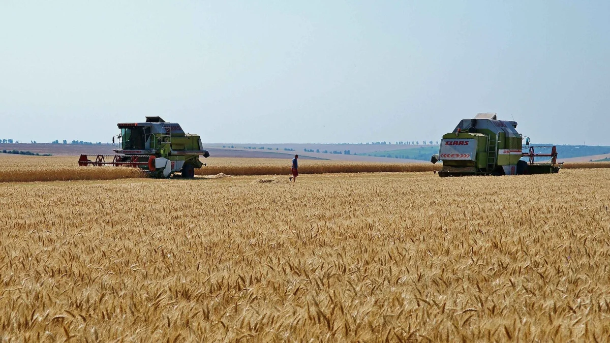Două combine recoltează un lan de grâu auriu din România, sub cer senin (fotografie de arhivă, imagine ilustrativă)
